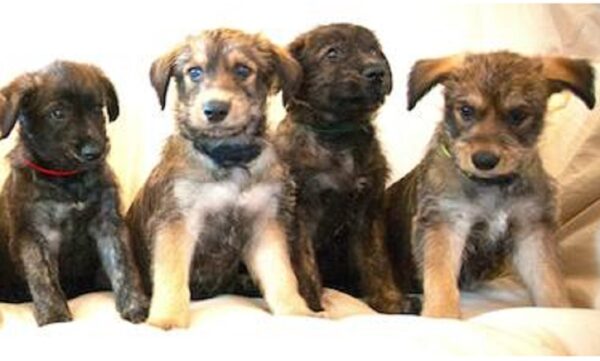 Berger Picard puppies for sale