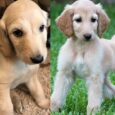 Afghan hound puppies for sale