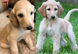 Afghan hound puppies for sale