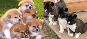 Akita Inu puppy for sale