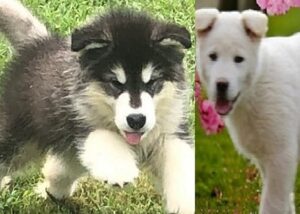 Alaskan malamute puppy for sale