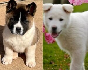 American Akita puppies for sale