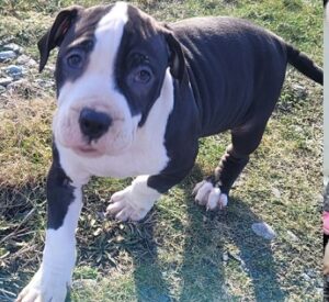 American Bully for sale