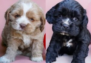 American Cocker Spaniel Puppies for sale