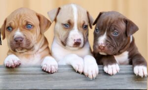 American Staffordshire Bull Terrier puppies for sale