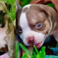 American Pit Bull Terrier Puppy for Sale