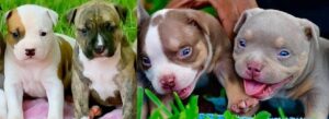 American Pit Bull Terrier Puppy for Sale