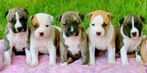 Staffordshire bull terrier for sale