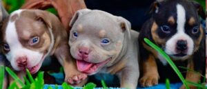 American Staffordshire Terrier Puppy