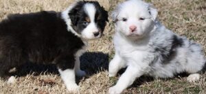 Australian Shepherd Puppies for Sale