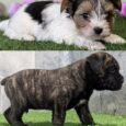 Biewer Terrier Companion Dogs for Sale Cane Corso