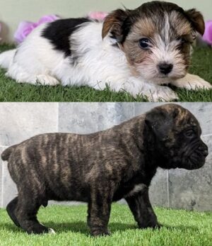 Biewer Terrier Companion Dogs for Sale Cane Corso