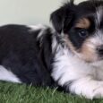 Biewer terrier small size dog breeds for sale