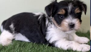 Biewer terrier small size dog breeds for sale