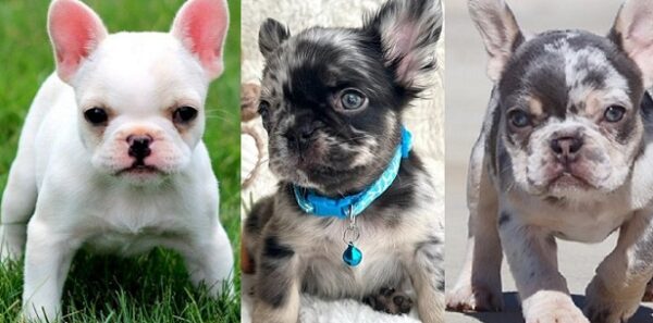 Blue Merle French Bulldog Price for sale