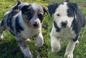 Border Collie Puppy for Sale