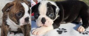 Boston Terrier Puppies For Sale