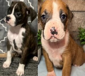 Boxer puppies for sale