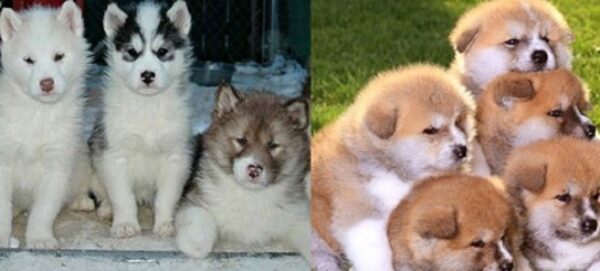 Canadian Eskimo Puppies For Sale