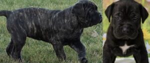 Cane Corso Dog