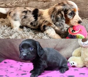 Dachshund Puppies For Sale