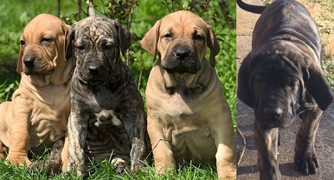 Fila Brasileiro Adoption: Fila Brasileiro Puppies for Sale and Adoption 