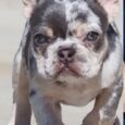 French Bulldog Face Wrinkle Infections