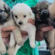 German Spitz Puppies For Sale