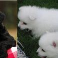 Japanese Spitz Puppy for sale