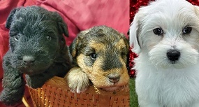 Lakeland terrier puppies for sale