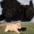 Lakeland terrier puppy for sale
