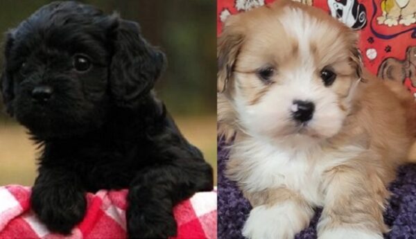 Lhasa Apso poodle mix puppies for sale