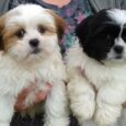 Lhasa Apso puppies for sale