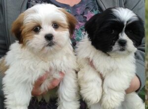 Lhasa Apso puppies for sale