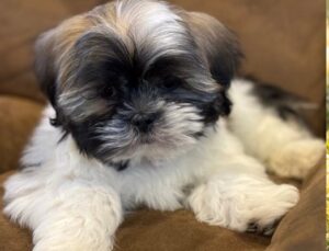 Lhasa Apso puppy for sale