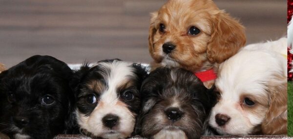 Lhasapoo puppies for sale