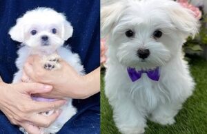 Maltese dog puppies for sale near me under $500