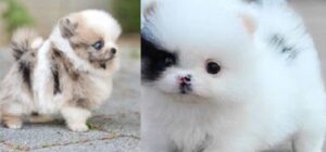 Pomeranian Dog Breeders Near Me