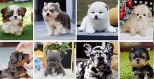 Blue Merle French Bulldog Puppies for Sale