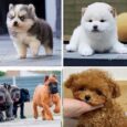 Teacup dogs and puppies for sale