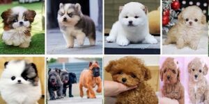 Teacup dogs and puppies for sale