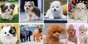 Toy Poodle puppies for sale