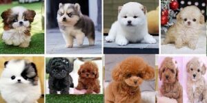 teacup poodle puppies for sale