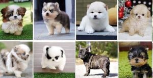 Pomeranian puppies for sale