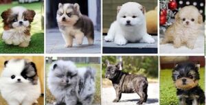 Teacup Pomeranian Puppies for Sale