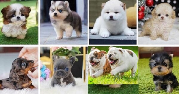 Puppies for sale my area