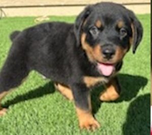 Rottweiler