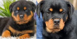 Rottweiler puppies for sale Under $1000