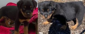 Rottweiler puppy for sale