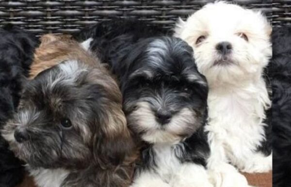 Royal Flush Havanese Puppies